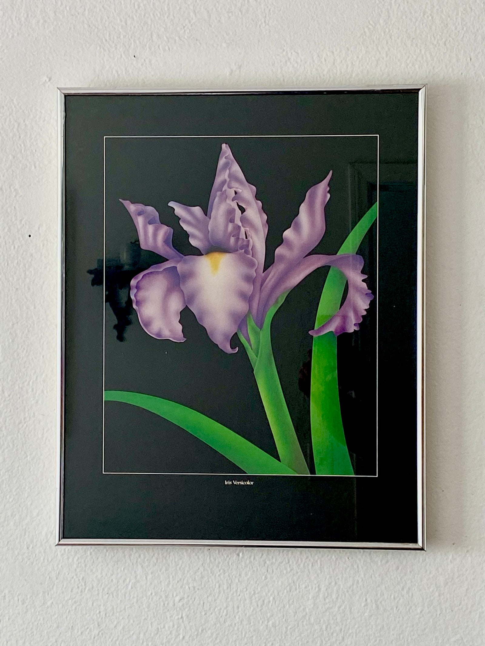 1980’s Iris Versicolor Framed Print - Locals Only